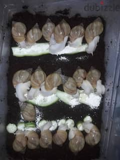 حلزونات افريقي