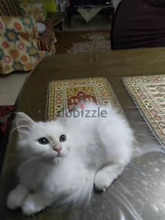 قطه شيرازي بنت
