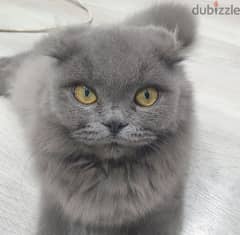 Blue Scottish fold female kitten