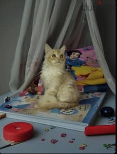مطلوب قطة شيرازي جميلة للزواج من قط شيرازي بيور فيس