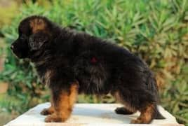 Pure Show Line German Shepherd Puppies - جراء چيرمن شيپرد شولاين بيور 0