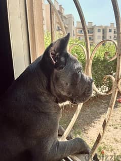 CANE CORSO - 5 MONTH - Royal Blood -FOR SALE