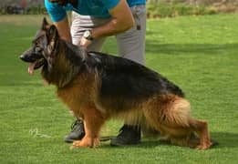 German Shepard Show Line Puppies