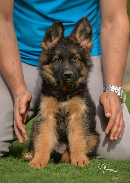 German Shepard Show Line Puppies 2