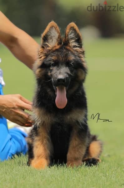 German Shepard Show Line Puppies 3