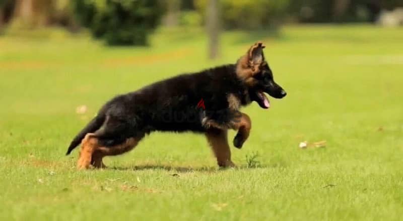 German Shepard Show Line Puppies 4