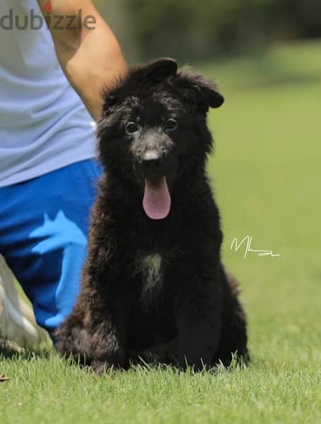 German Shepard Show Line Puppies 5