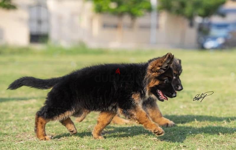 German Shepard Show Line Puppies 6