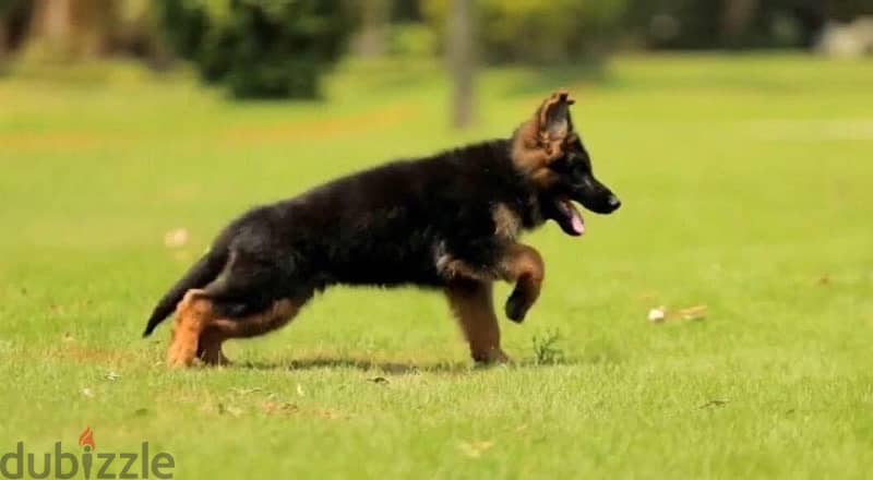 German Shepard Show Line Puppies 7