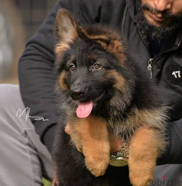 German Shepard Show Line Puppies 8