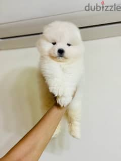 جرو ذكر سامويد Samoyed male 0