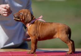 Rhodesian Ridgeback Dog Puppy - Top Quality - from Europe