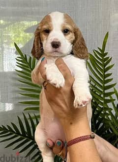 Russian Spaniel Dog Puppy - 2 Months - From Europe