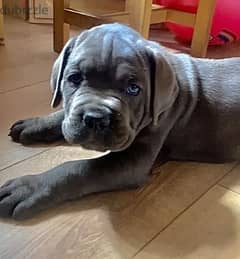Cane Corso Dog Blue Color - 2 Months - With All Documents