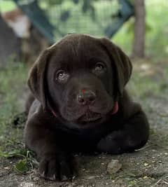 Chocolate Labrador Puppy