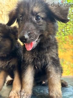 german shepherd puppy