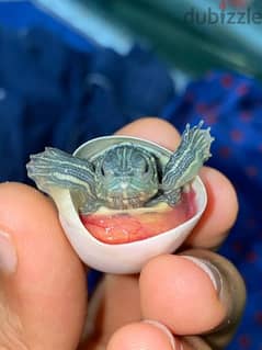 Baby red eared sliders || فقس سلاحف ريد اير 0