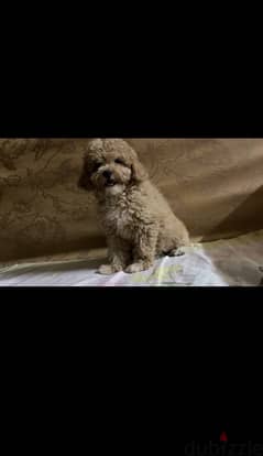 toy poodle 0