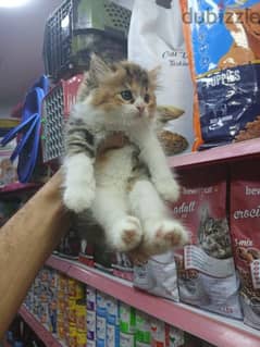 اجمل قطط شيرازي مون فيس ٤٥يوم