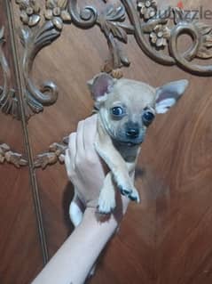 Chihuahua 0