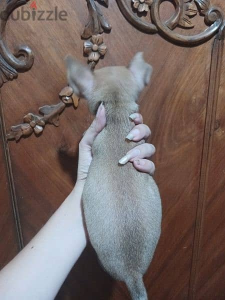 Chihuahua 1