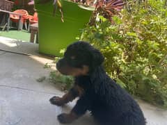 Pure Rottweiler puppy جرو روت وايلر