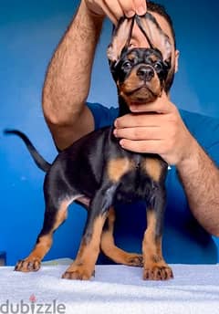 doberman دوبرمان