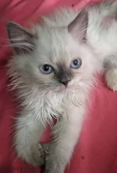 قطه هيمالايا صغيره عمر 45 يوم للتواصل 01159394200