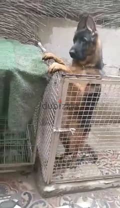 جيرمن شيبرد German shepherd