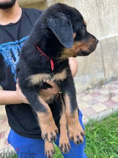 Rottweiler Puppies جراوي روت وايلر للبيع