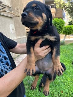 Female Rottweiler نتاية روت وايلر