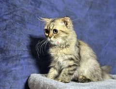 Scottish Fold Longhair Tiger