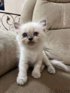 Pure Female Ragdoll Kitten Imported Parents 45 days بنت راغدول بيور