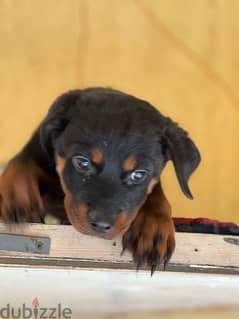 puppy female rottweiler germany pure نوتي جراء روت وايلر الماني