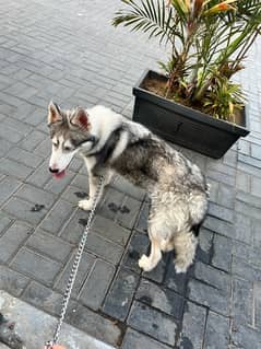 husky pure dog