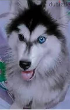 كلب هاسكي لاسكي عمر ٦ شهور للبيع