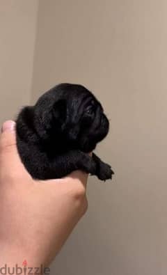 mini pug dog 0