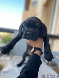 cane corso puppy