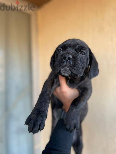 cane corso puppy 1