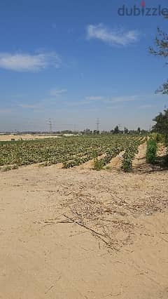 فرصة ٨٠ فدان ري بحري النيل عقد اخضر تسجيل شهر ارض زراعية جنوب الجيزة