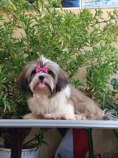 Shihtzu male 3 months imported parents شيتزو اب وام مستوردين 0