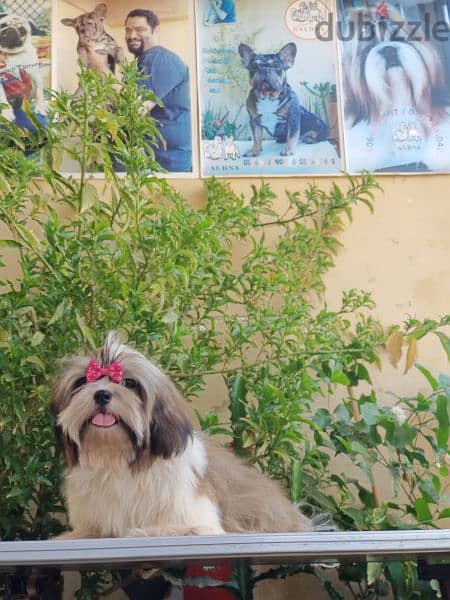 Shihtzu male 3 months imported parents شيتزو اب وام مستوردين 1