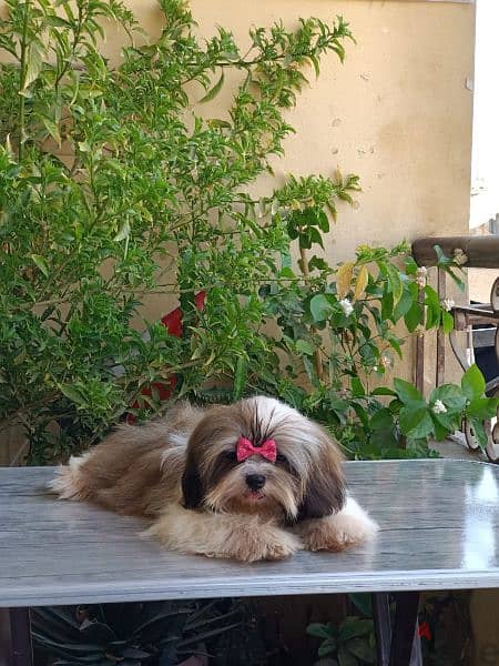 Shihtzu male 3 months imported parents شيتزو اب وام مستوردين 2