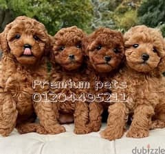 Toy poodle 0