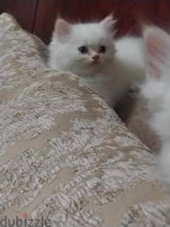 قطط هيمالايا اورانج