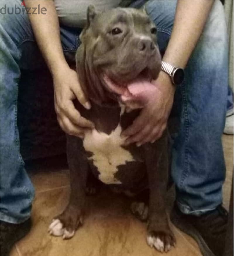 standard blue american bully 8