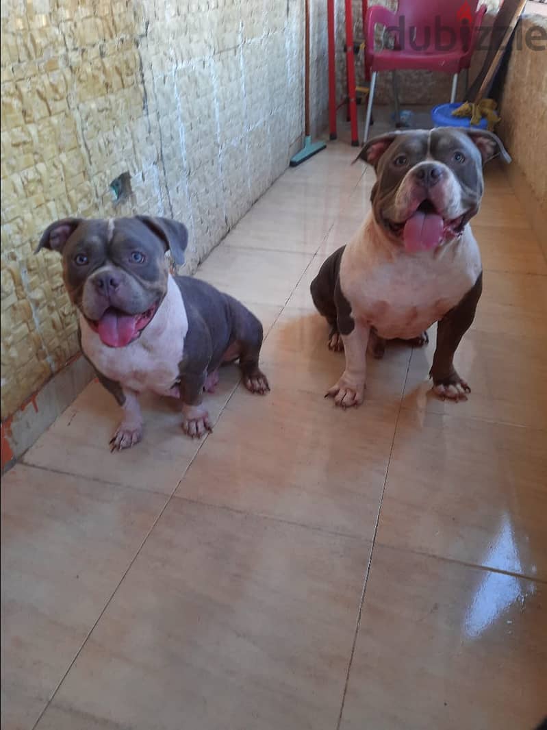 standard blue american bully 9