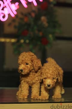 top quality toy poodle puppies