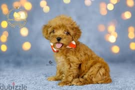 toy poodle teacup