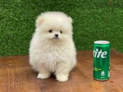 pomeranian puppy 0